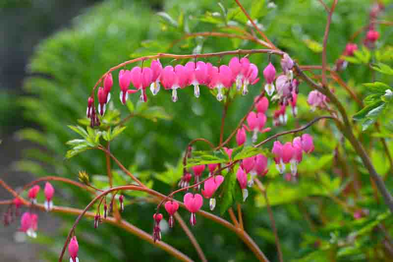 Bleeding heart flowers (Dicentra spectabils) in a spring garden