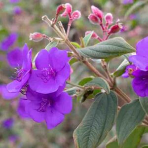 Blooming branch of Pleroma urvilleanum, also known as Tibouchina urvilleana, princess flower, glory bush, lasiandra and purple glory tree