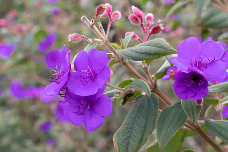 Blooming branch of Pleroma urvilleanum, also known as Tibouchina urvilleana, princess flower, glory bush, lasiandra and purple glory tree