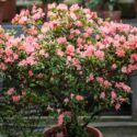 Lush rhododendron plant with blossoming pink flowers