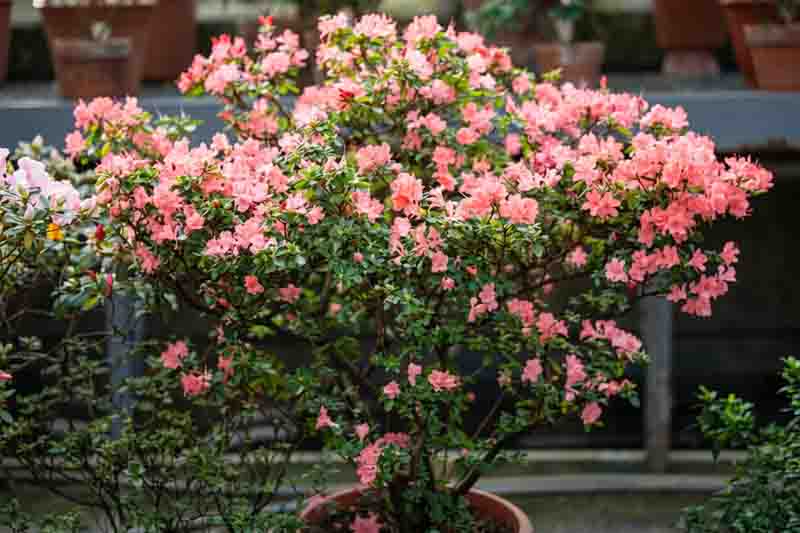 Lush rhododendron plant with blossoming pink flowers