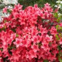 Red blooming rhododendron shrub in a spring park .