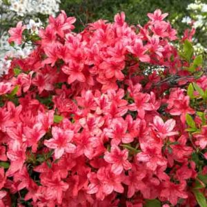 Red blooming rhododendron shrub in a spring park .