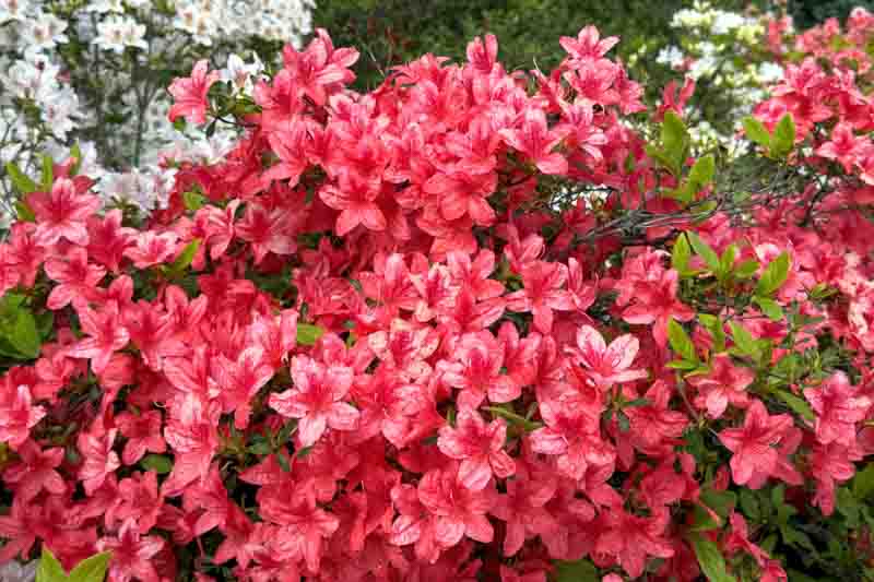 Red blooming rhododendron shrub in a spring park .