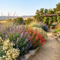 California Native Garden for Hot, Dry Summers, Salvia clevelandii, Epilobium canum, Eriogonum fasciculatum, Muhlenbergia rigens