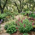 California Native Shade Garden Beneath Trees. Iris douglasiana, Heuchera maxima, Salvia spathacea, Polystichum munitum