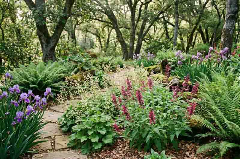 California Native Shade Garden Beneath Trees. Iris douglasiana, Heuchera maxima, Salvia spathacea, Polystichum munitum