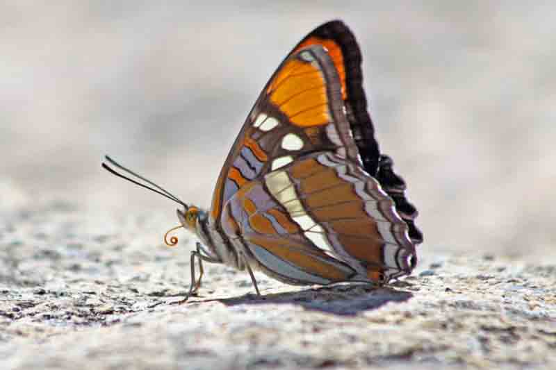 California Sister Butterfly, Adelpha californica 