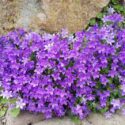 Campanula, portenschlagiana, blossom, Dalmatian Bellflower