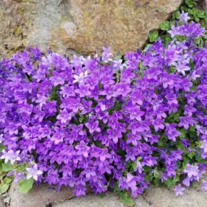 Campanula, portenschlagiana, blossom, Dalmatian Bellflower