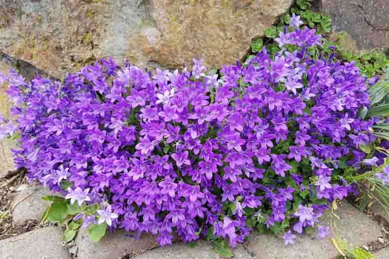 Campanula, portenschlagiana, blossom, Dalmatian Bellflower