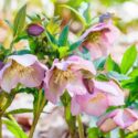 Close-up of a hellebore flowers with pink flowers and spotted patterns, blooming in an early spring garden.