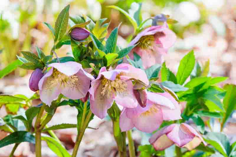 Close-up of a hellebore flowers with pink flowers and spotted patterns, blooming in an early spring garden.