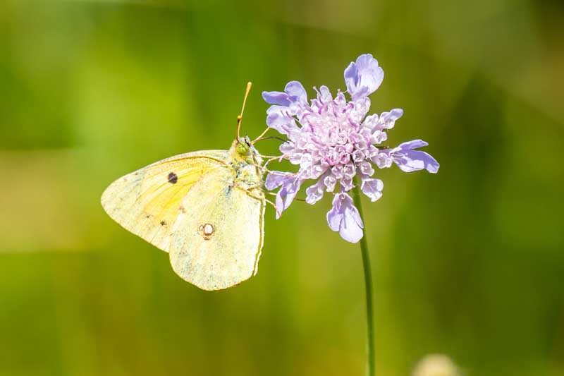 Cloudless Sulphur (Phoebis sennae)on Scabious Flower