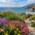 Colorful California Coastal Garden with Native Perennials. Plants include Verbena lilacina 'De La Mina', Eriogonum grande var. rubescens, Grindelia stricta, Muhlenbergia rigens