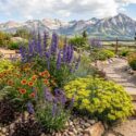 Colorful Colorado Mountain Garden for Dry, Sunny Sites. Plants include Penstemon strictus, Gaillardia aristata, Eriogonum umbellatum, Bouteloua gracilis