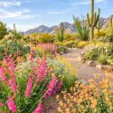 Colorful Sonoran Desert Garden with Spring Wildflowers, Penstemon parryi, Encelia farinosa, Sphaeralcea ambigua, Bouteloua curtipendula