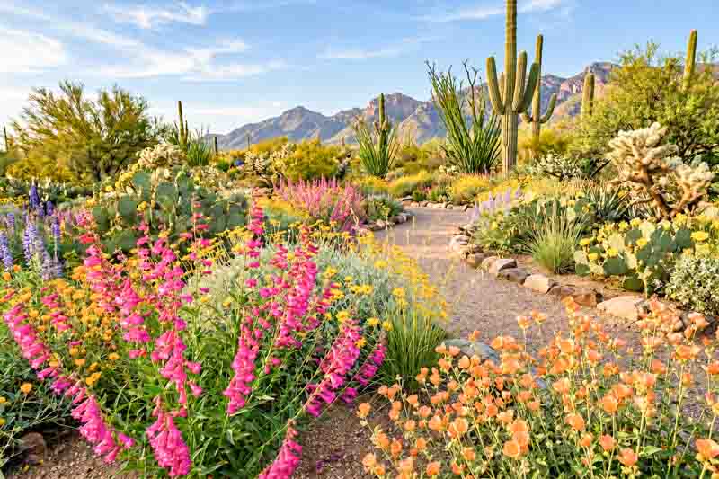 Colorful Sonoran Desert Garden with Spring Wildflowers, Penstemon parryi, Encelia farinosa, Sphaeralcea ambigua, Bouteloua curtipendula