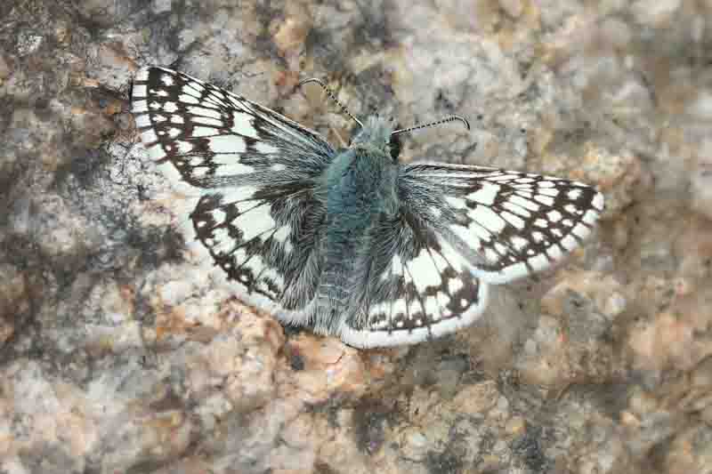 Common Checkered-Skipper Butterfly