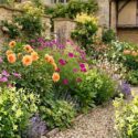 Cottage garden with dahlia, nicotinia, cosmos, gaura