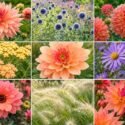 Dahlia and Companion plants, Sunlit Garden Flowers Collage