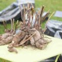 Freshly divided dahlia tubers with visible growth buds displayed on a garden table before planting. Close-up of dormant root clumps during spring propagation and garden preparation.