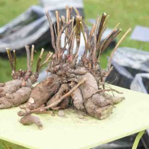 Freshly divided dahlia tubers with visible growth buds displayed on a garden table before planting. Close-up of dormant root clumps during spring propagation and garden preparation.