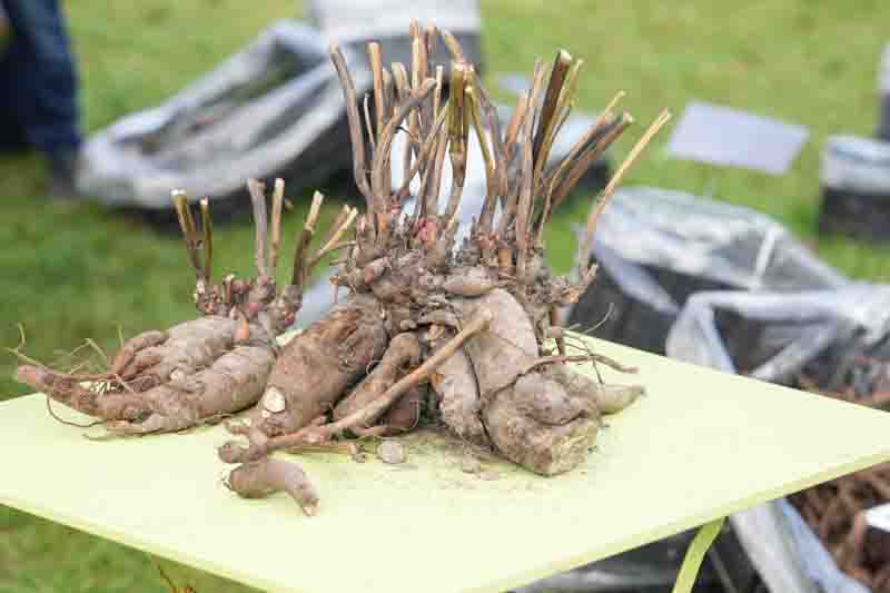 Freshly divided dahlia tubers with visible growth buds displayed on a garden table before planting. Close-up of dormant root clumps during spring propagation and garden preparation.
