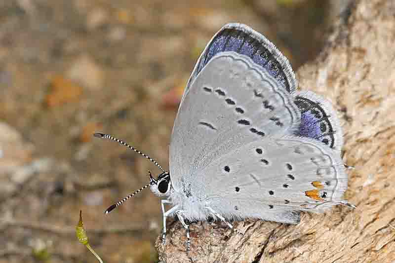 Eastern Tailed-blue - Cupido comyntas