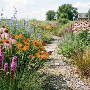 Native garden with echinacea pallida,Pale coneflower, Liatris pycnostachya,Prairie blazing star, Veronicastrum virginicum – Culver’s root, Schizachyrium scoparium, Little bluestem, Sporobolus heterolepis, Prairie dropseed, Asclepias tuberosa, Butterfly milkweed