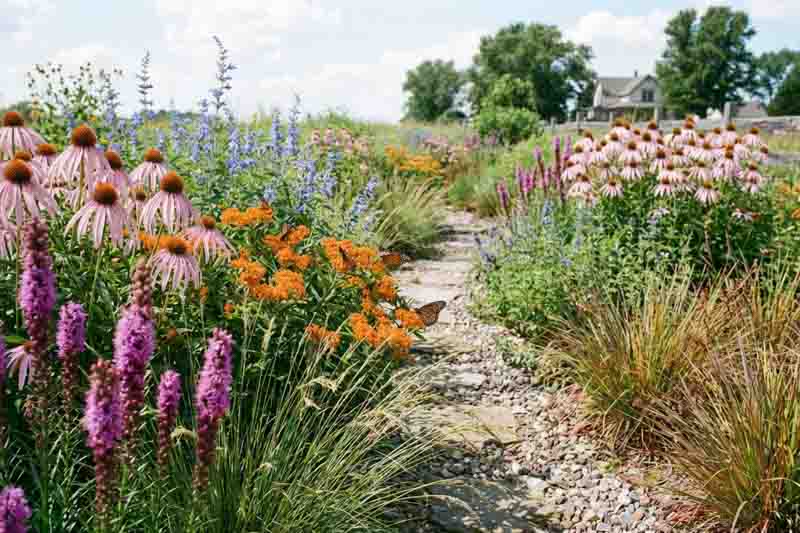 Native garden with Echinacea pallida, Prairie Blazing Star, Blue Sage, Butterfly Milkweed, Little Bluestem and Prairie Dropseed