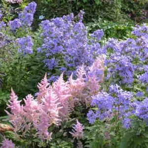 English Cottage Garden Flowerbed with Astilbe and Campanula