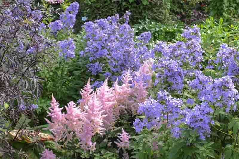 English Cottage Garden Flowerbed with Astilbe and Campanula