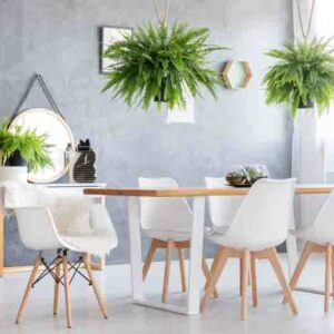 Giant ferns hanging over dining table with a complete set of five modern chairs