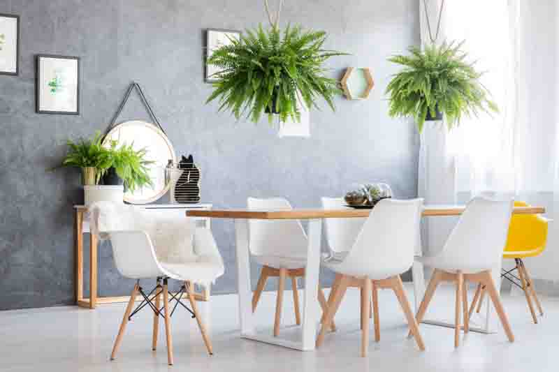 Giant ferns hanging over dining table with a complete set of five modern chairs