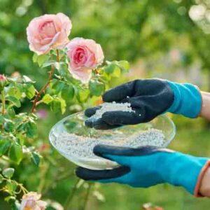 Granular mineral fertilizers for rose plants, spring and summer scheduled feeding