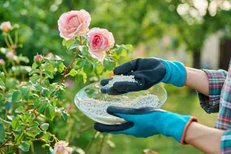 Granular mineral fertilizers for rose plants, spring and summer scheduled feeding