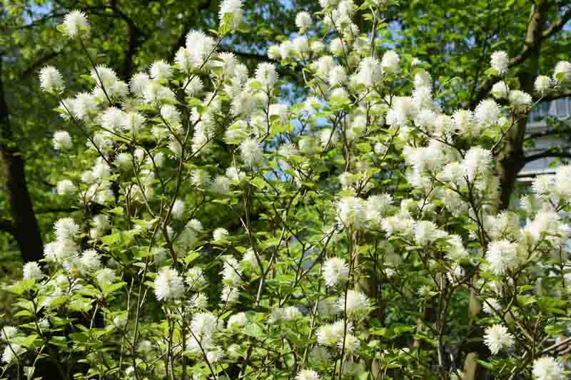 Fetherbrush (Fothergilla gardenii)