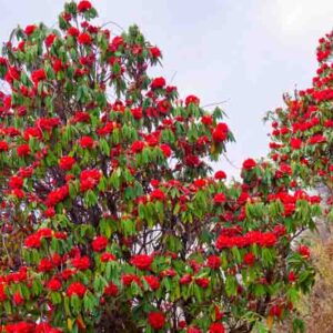 Rhododendron arboreum, Tree Rhododendron