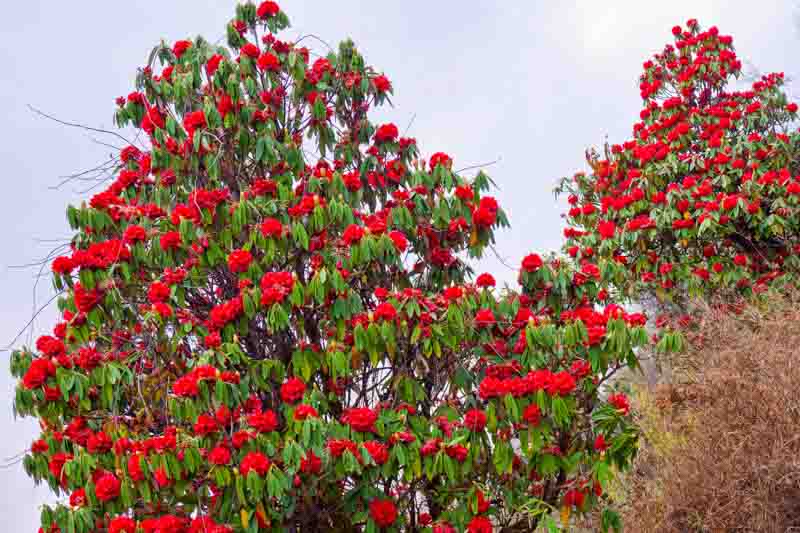 Rhododendron arboreum, Tree Rhododendron