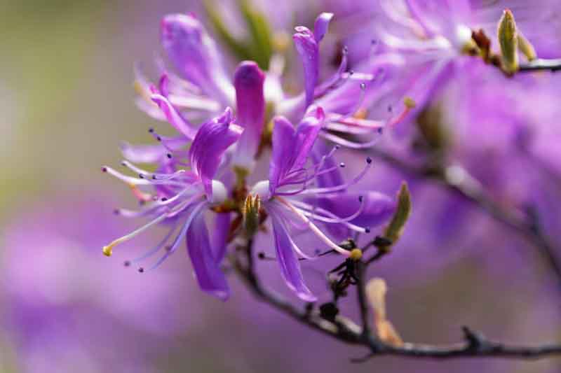 Flowers of a rhodora bush (Rhododendron canadense