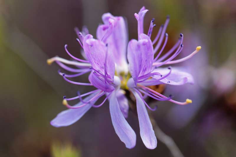 Flowers of a rhodora bush (Rhododendron canadense