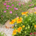 Best Perennials for Hot Afternoon Sun: Top Picks