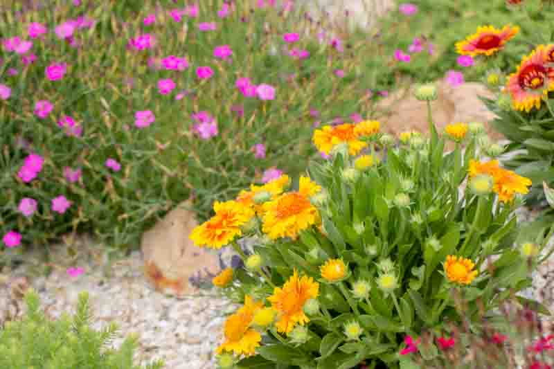 Best Perennials for Hot Afternoon Sun: Top Picks