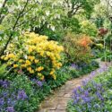 Garden with davidia involucrata, rhododendron luteum, rhododendron Gibraltar, English bluebells