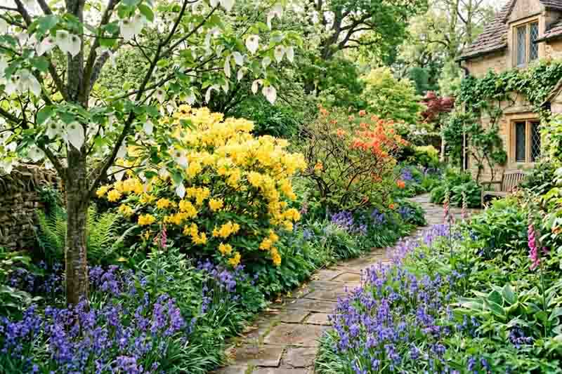 Garden with davidia involucrata, rhododendron luteum, rhododendron Gibraltar, English bluebells