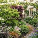 Romantic woodland garden with Acer palmatum 'Shishigashira', Carex testacea 'Prairie Fire', Anthriscus sylvestris 'Ravenswing', Viburnum plicatum, Tiarella, Acer palmatum 'Bloodgood'