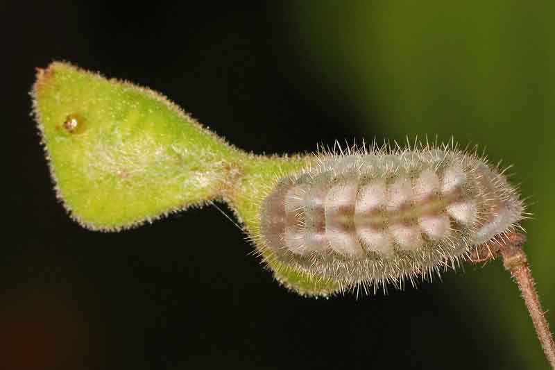 Gray Hairstreak Caterpillar - Strymon melinus