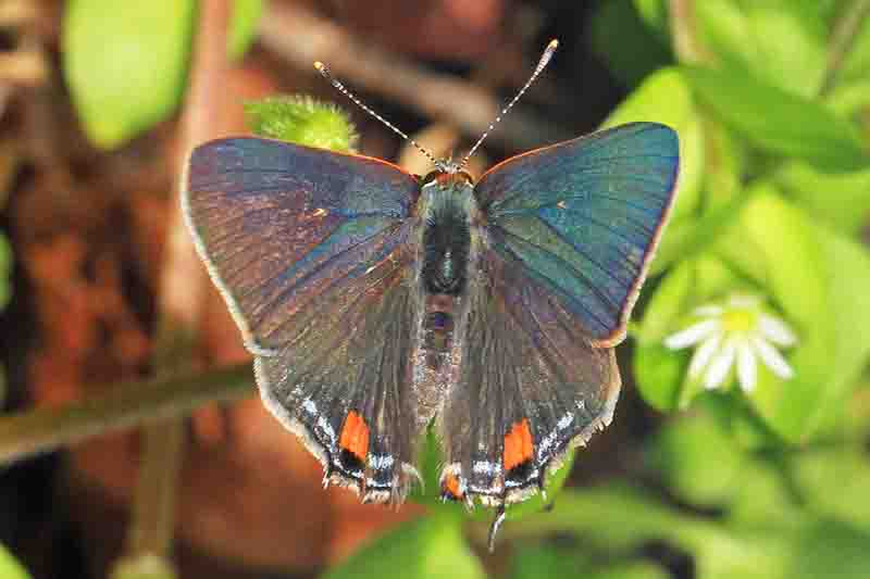 Gray Hairstreak (Strymon melinus)
