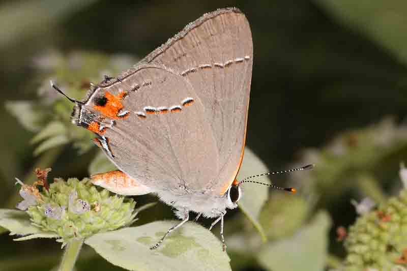 Gray Hairstreak (Strymon melinus)